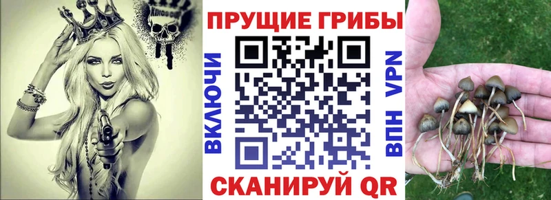 цены Кола Псилоцибиновые грибы Psilocybine cubensis